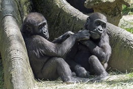 Bronx Zoo Baby Gorilla UPDATE